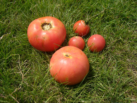 070804-03.jpg