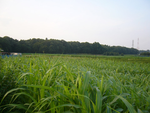 080802-02.jpg