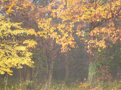 091206-02.jpg